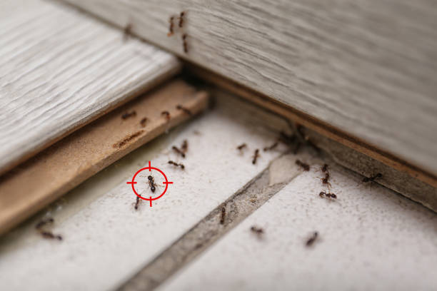 Best Ant Control Services  in Princeton, NJ