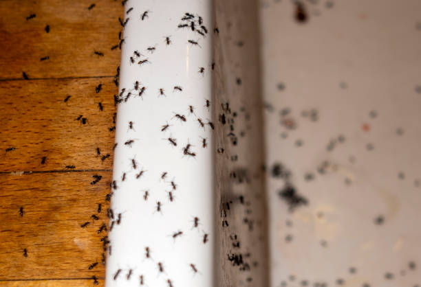 Best Best Pest Control Near Me  in Princeton, NJ